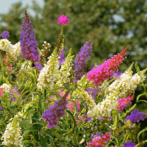 Perfect Pastels Butterfly Bush - Nature Hills Nursery - Quart Container - 