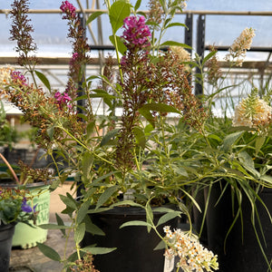 Perfecta Trifecta' Butterfly Bush plants display both vibrant magenta and creamy white flowers alongside