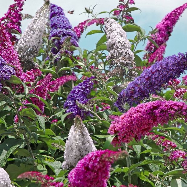 Perfecta Trifecta Butterfly Bush (Buddleia davidii BUZZ 'Sky Blue', Buddleia davidii...), a shrub featuring blue, purple, red, white flowers and perennial.