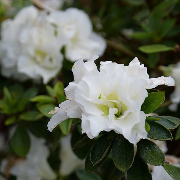 Perfecto Mundo Double White Azalea: Rebloomer | Nature Hills