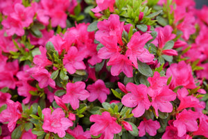 Detail view of Perfecto Mundo Fuchsia Carpet® Azalea (Rhododendron x 'NCRX12') showing plant structure and foliage.