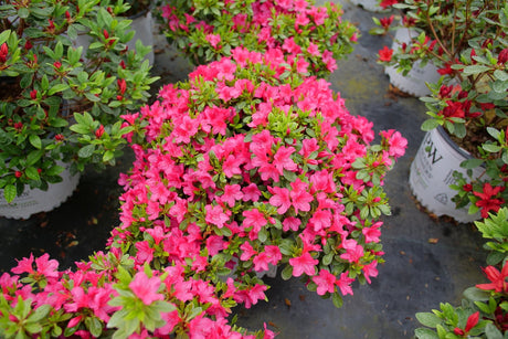 Perfecto Mundo Fuchsia Carpet® Azalea (Rhododendron x 'NCRX12'), a shrub featuring dense, rounded form.