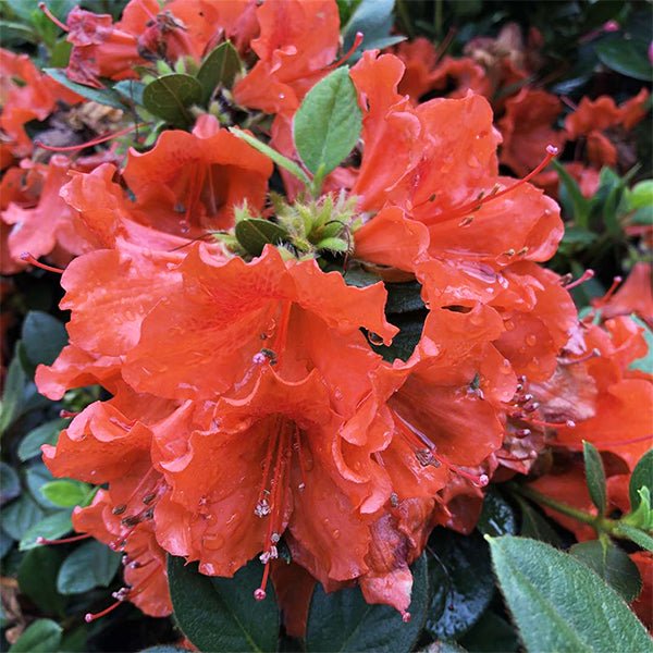 Perfecto Mundo Orange Azalea