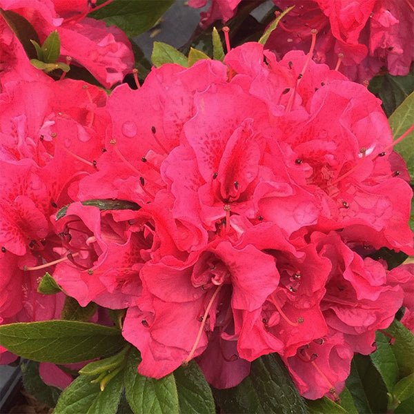 Perfecto Mundo&reg; Double Dark Pink Azalea - Nature Hills Nursery - #1 Container - 