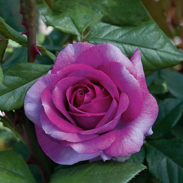 Perfume Factory&trade; Hybrid Tea Rose Tree - Nature Hills Nursery - #5 Container 3 - 4 Feet - 
