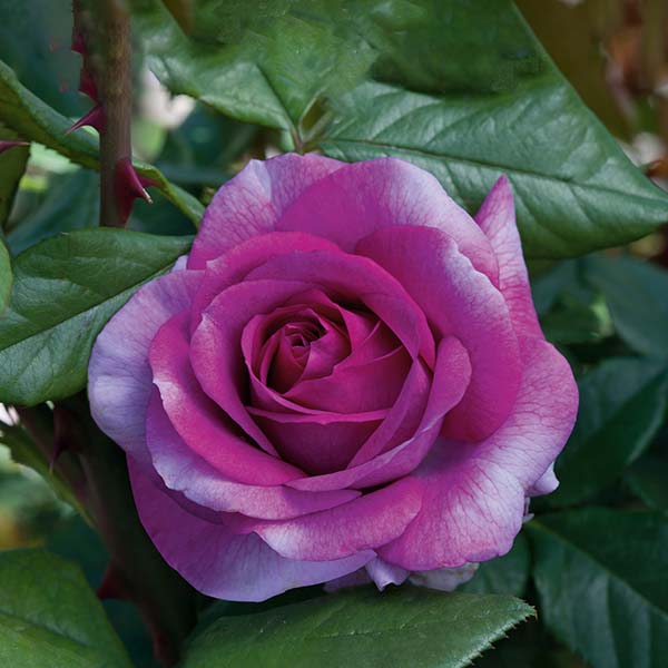 Perfume Factory&trade; Hybrid Tea Rose