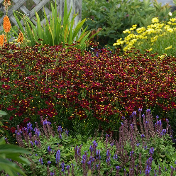 PERMATHREAD&trade; Red Satin Coreopsis - Nature Hills Nursery - #1 Container - 