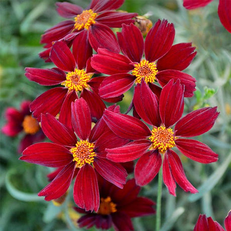 PERMATHREAD&trade; Red Satin Coreopsis - Nature Hills Nursery - #1 Container - 
