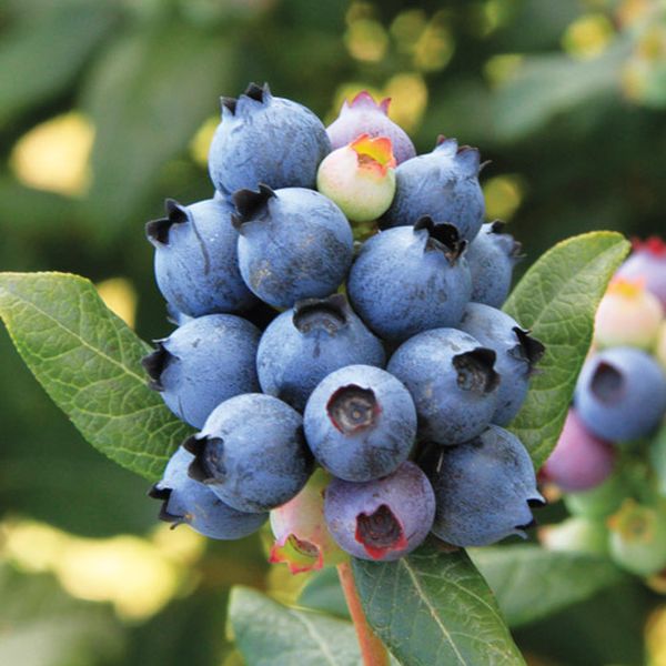 potting mix for blueberries Perpetua® Blueberry Bush