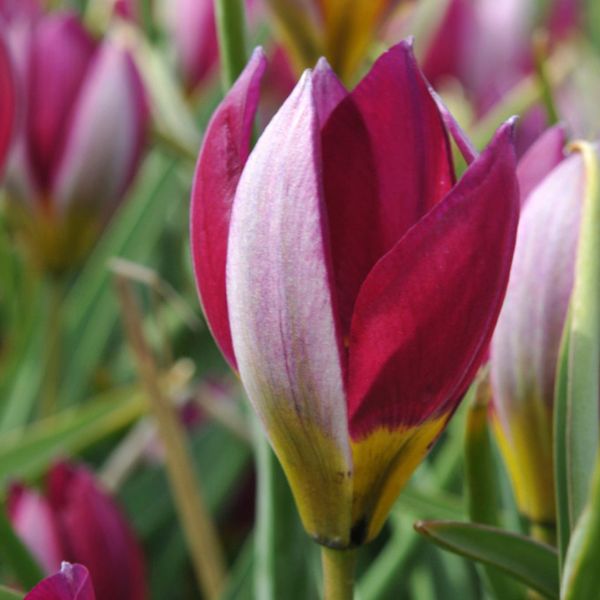 Persian Pearl Tulip - Nature Hills Nursery - 25 Pack Bulbs - 