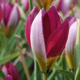 Persian Pearl Tulip - Nature Hills Nursery - 25 Pack Bulbs - 