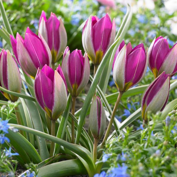 Persian Pearl Tulip - Nature Hills Nursery - 25 Pack Bulbs - 