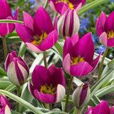 Persian Pearl Tulip - Nature Hills Nursery - 25 Pack Bulbs - 