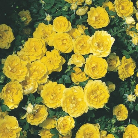 Persian Yellow Shrub Rose - Rose - Nature Hills Nursery - 2 Container - 