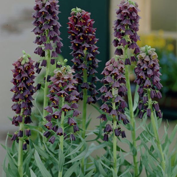 Persica Fritillaria