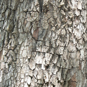 American Persimmon Tree (Diospyros virginiana) growing in a garden landscape, showing mature tree form.