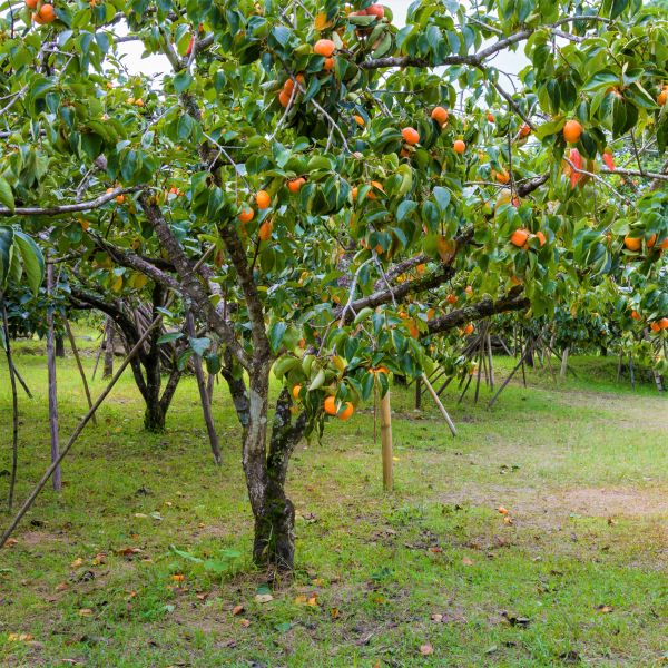 American Persimmon Tree (Diospyros virginiana), a tree featuring white flowers and deciduous.