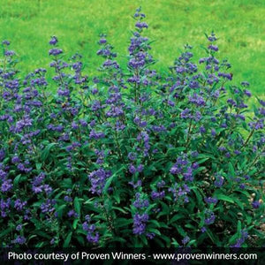 Petit Bleu&trade; Bluebeard