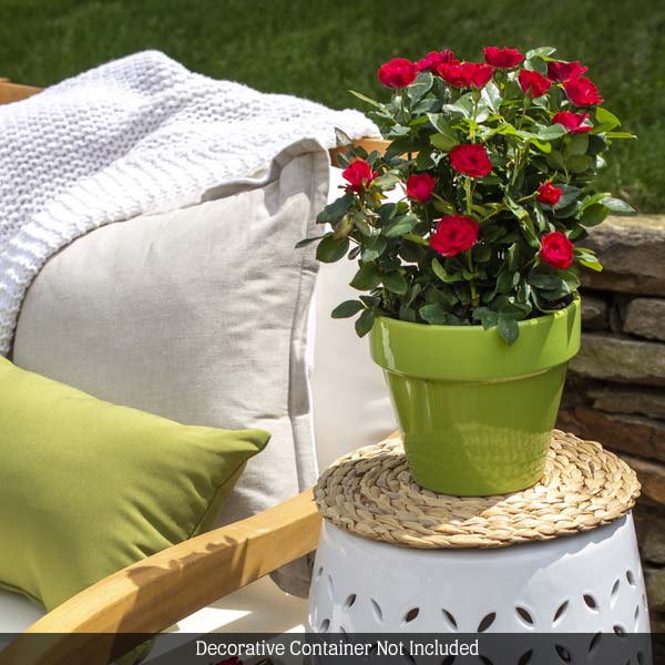 Petite Knock Out Rose | Miniature Easy Care Rose | Nature Hills Petite Knock Out Rose | Miniature Easy Care Rose | Nature Hills