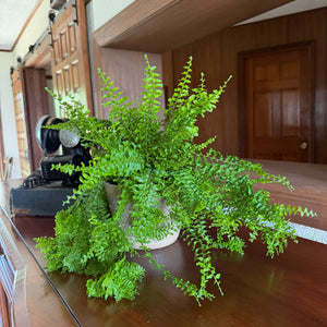 Petticoat Boston Fern in a 6 inch pot, view 2