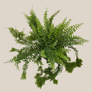 Petticoat Boston Fern in a 6 inch pot, view 3
