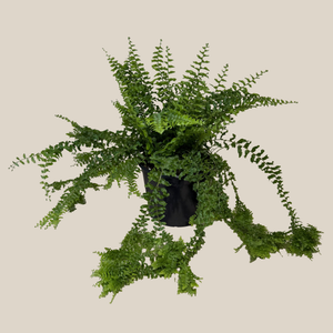 Petticoat Boston Fern in a 6 inch pot, view 4