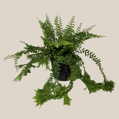 Petticoat Boston Fern in a 6 inch pot, view 4