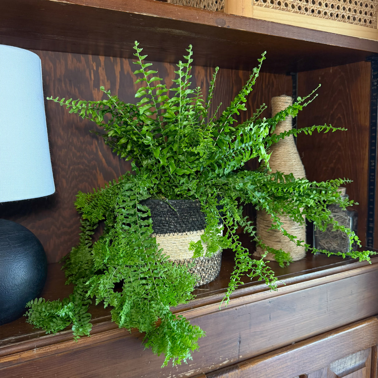 Petticoat Boston Fern in a 6 inch pot