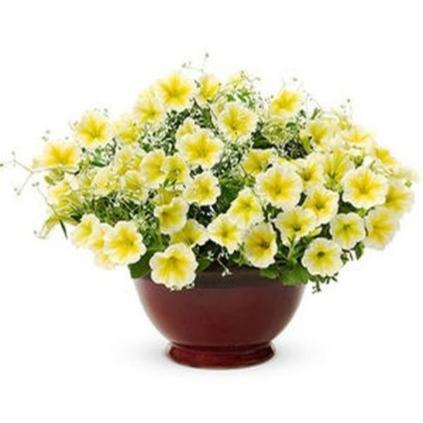 Petunia Supertunia Citrus