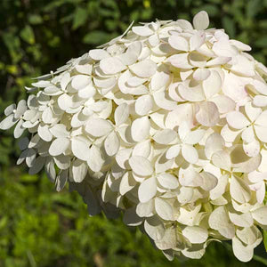 Phantom Panicle Hydrangea Tree Form - Nature Hills Nursery - #5 Container 4 - 5 Feet - 