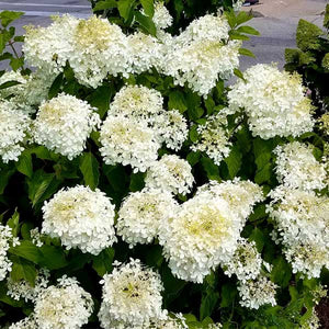 Phantom Panicle Hydrangea Tree Form - Nature Hills Nursery - #5 Container 4 - 5 Feet - 