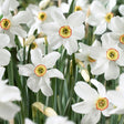 Pheasant's Eye Daffodil - Nature Hills Nursery - 12 Pack Bulbs - 