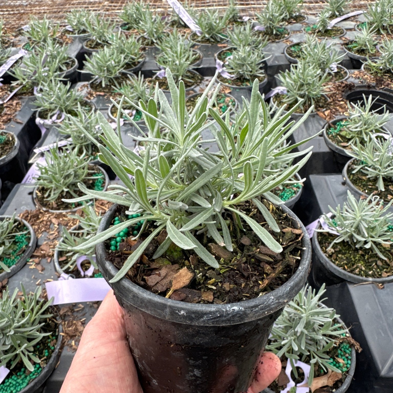 french lavender plants to buy French Lavender (Lavendula) Phenomenal Plant
