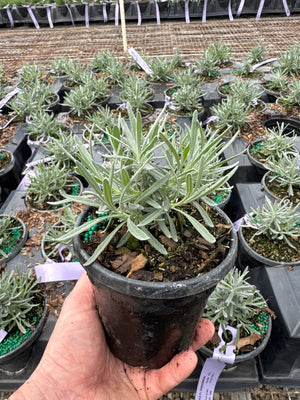 buy french lavender plants French Lavender (Lavendula) Phenomenal Plant