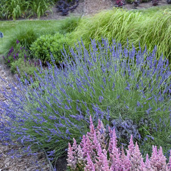 provence lavender plant French Lavender (Lavendula) Phenomenal Plant