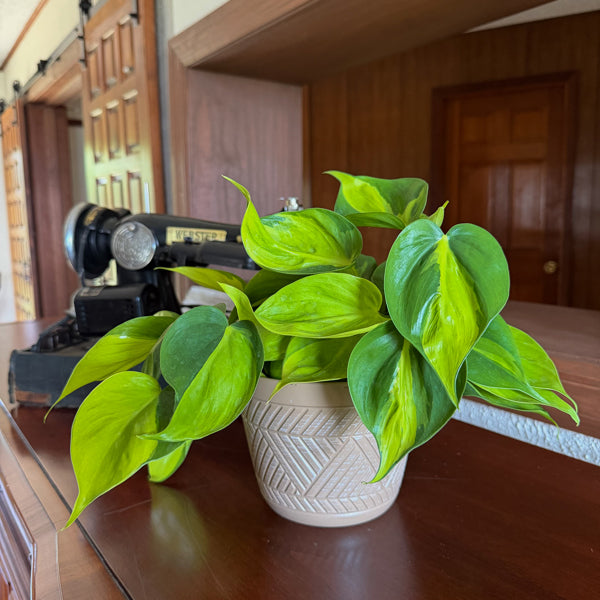 Philodendron Brasil in a 6 inch hanging basket, view 2