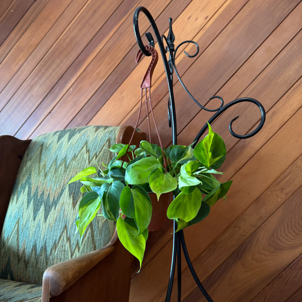 Philodendron Brasil in a 6 inch hanging basket