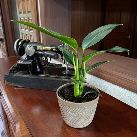 Philodendron Green Congo in a 6 inch pot, view 2