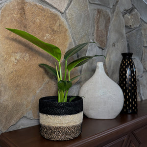 Philodendron Green Congo in a 6 inch pot