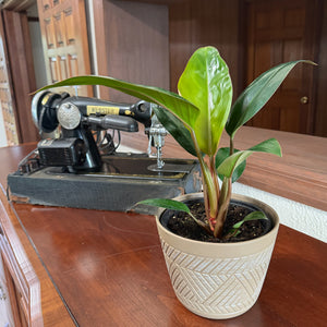 Philodendron Rojo Congo in a 6 inch pot, view 2