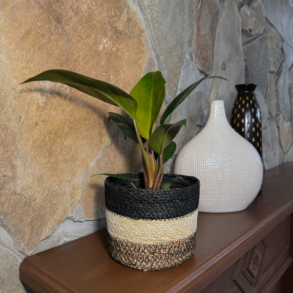 Philodendron Rojo Congo in a 6 inch pot