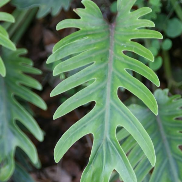 Philodendron Xanadu - Nature Hills Nursery - Quart Container - 
