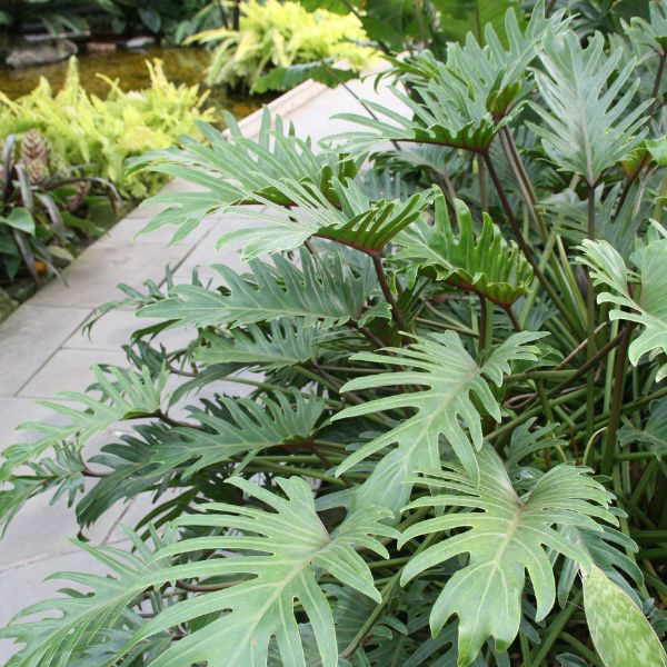 Philodendron Xanadu - Nature Hills Nursery - Quart Container - 