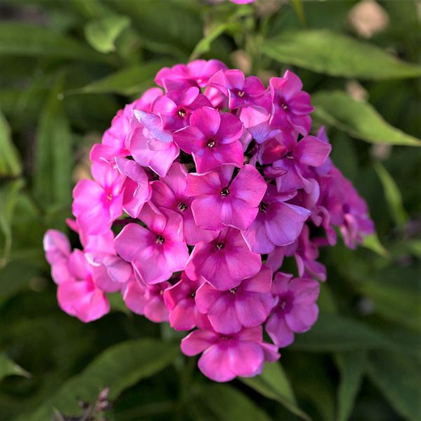 バブルスピンクファントム 215mm 82g Bubblegum Pink™ Phlox | Buy at NatureHills.com