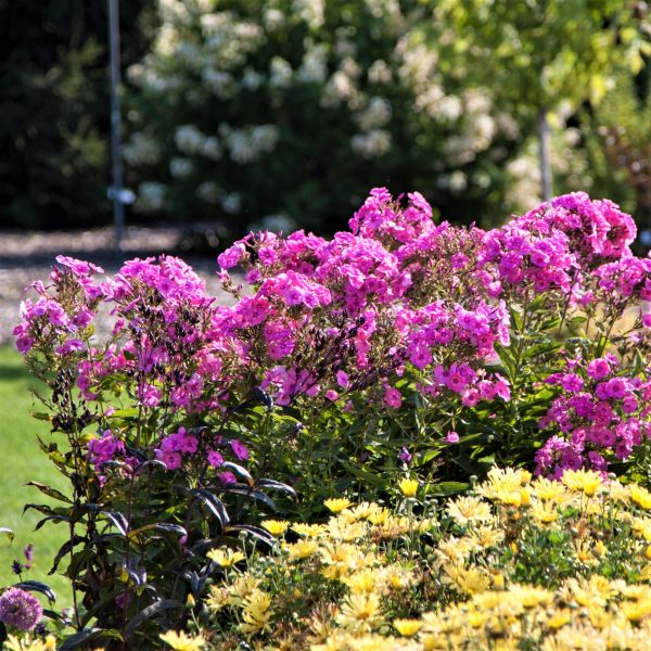 Bubblegum Pink™ Phlox | Buy at NatureHills.com
