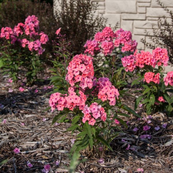 Coral Creme Drop™ Phlox | Buy at NatureHills.com