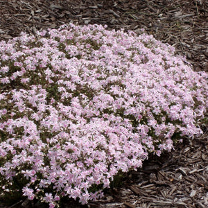 Candy Stripe Creeping Phlox (Phlox subulata 'Candy Stripe'), a perennial featuring pink, white flowers and perennial.