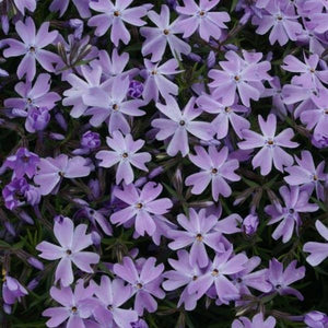 Emerald Blue Creeping Phlox (Phlox subulata 'Emerald Blue') growing in a garden landscape, showing mature perennial form.