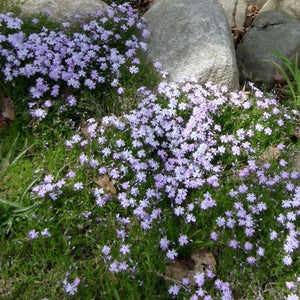 Emerald Blue Creeping Phlox (Phlox subulata 'Emerald Blue') perennial detail, image 6 of 6.