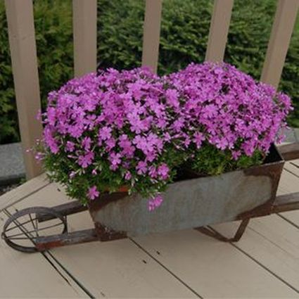 Can Be Evergreen fall foliage on Emerald Pink Creeping Phlox (Phlox subulata 'Emerald Pink').